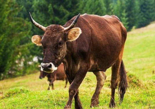 六合同春暖心田打一生肖