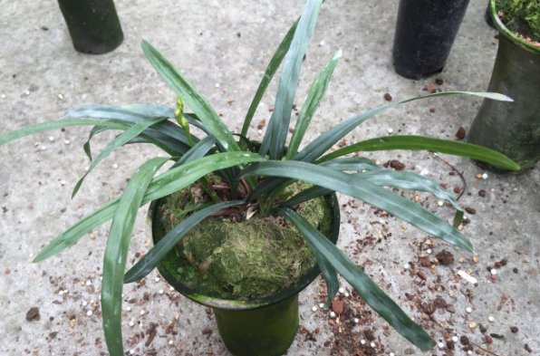 一门三父子指的是