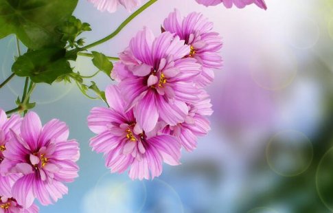 描写鲜花盛开的优美句子