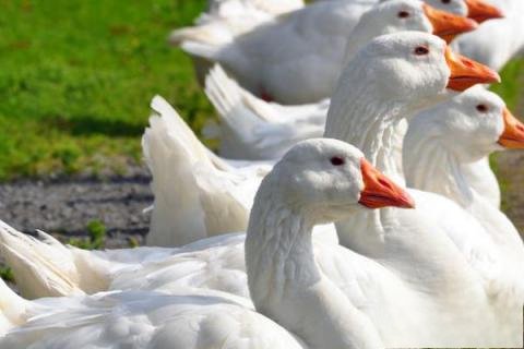 六大禽类有哪几种