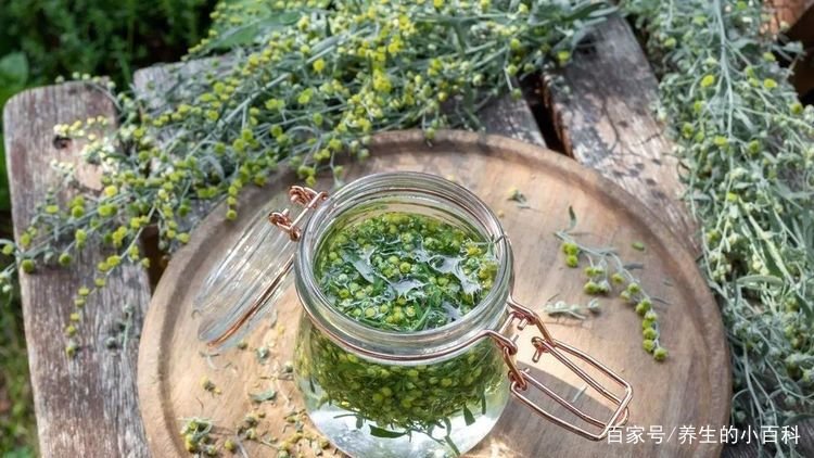 谁被称为百草之王?