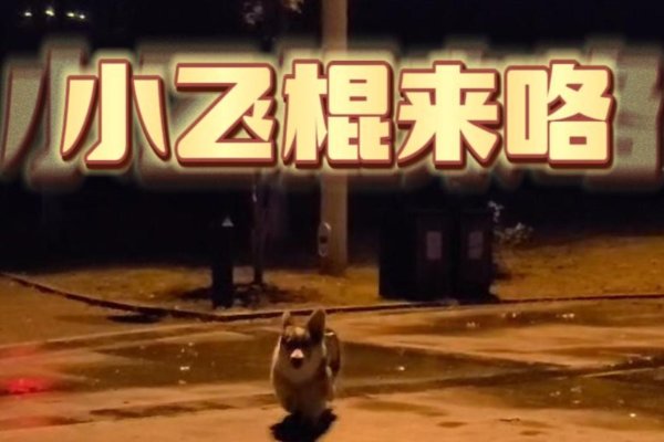 小飞棍来咯这个梗都是什么意思