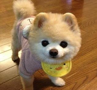 谁能告诉我这是什么狗~！