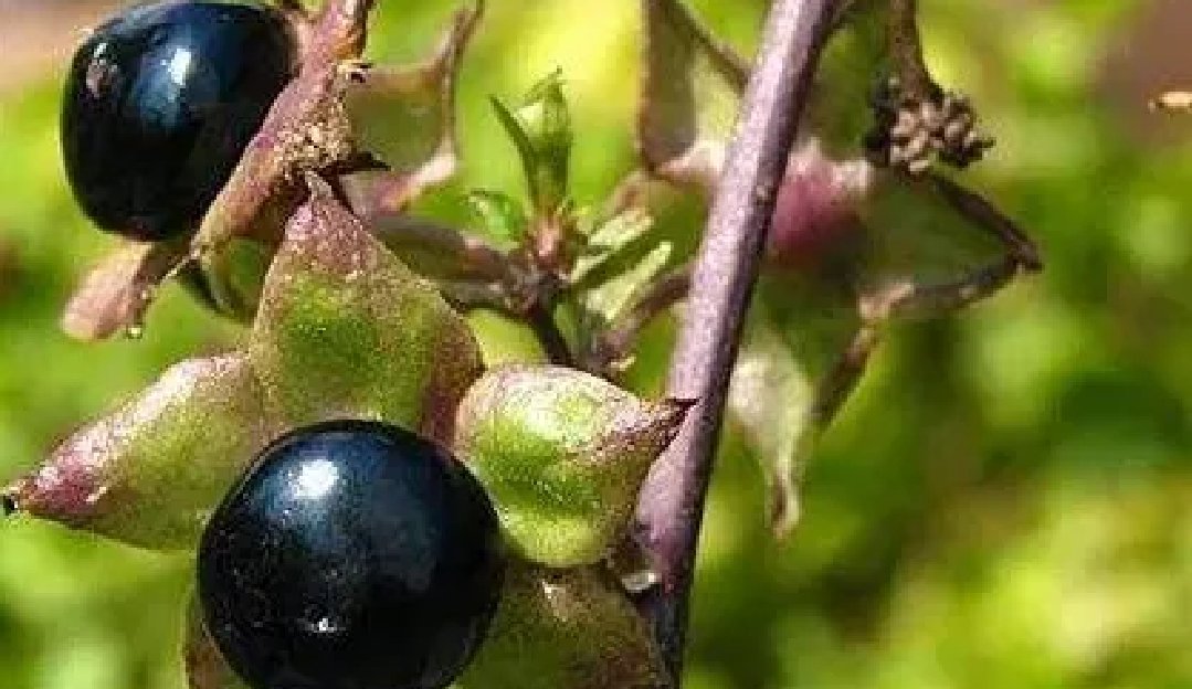 belladonna是什么意思