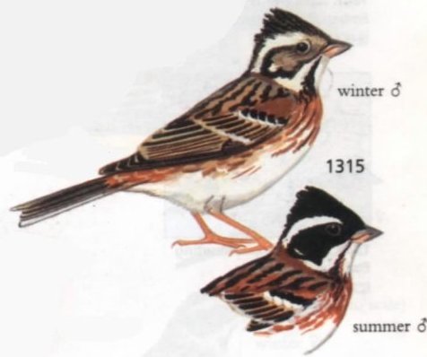 请问这是什么小鸟