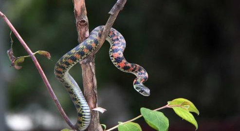 农村十大毒蛇排行榜