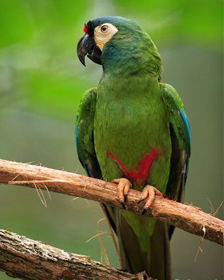 蓝翅金刚鹦鹉的栖息环境