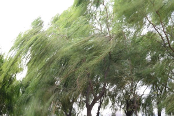 春夏秋冬四季各吹什么风