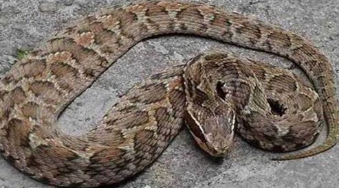 农村十大毒蛇排行榜