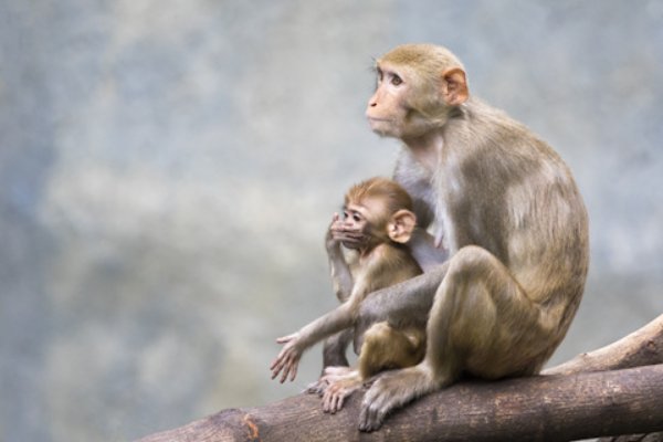 百炼成钢打一正确生肖