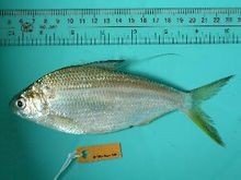 气泡鱼是什么鱼，是河豚吗了