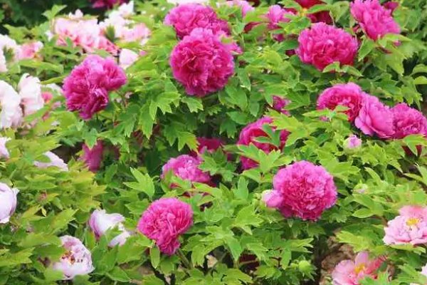 洛阳牡丹花2023最佳观赏时间表