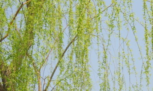 靠风传播种子的植物有哪些？