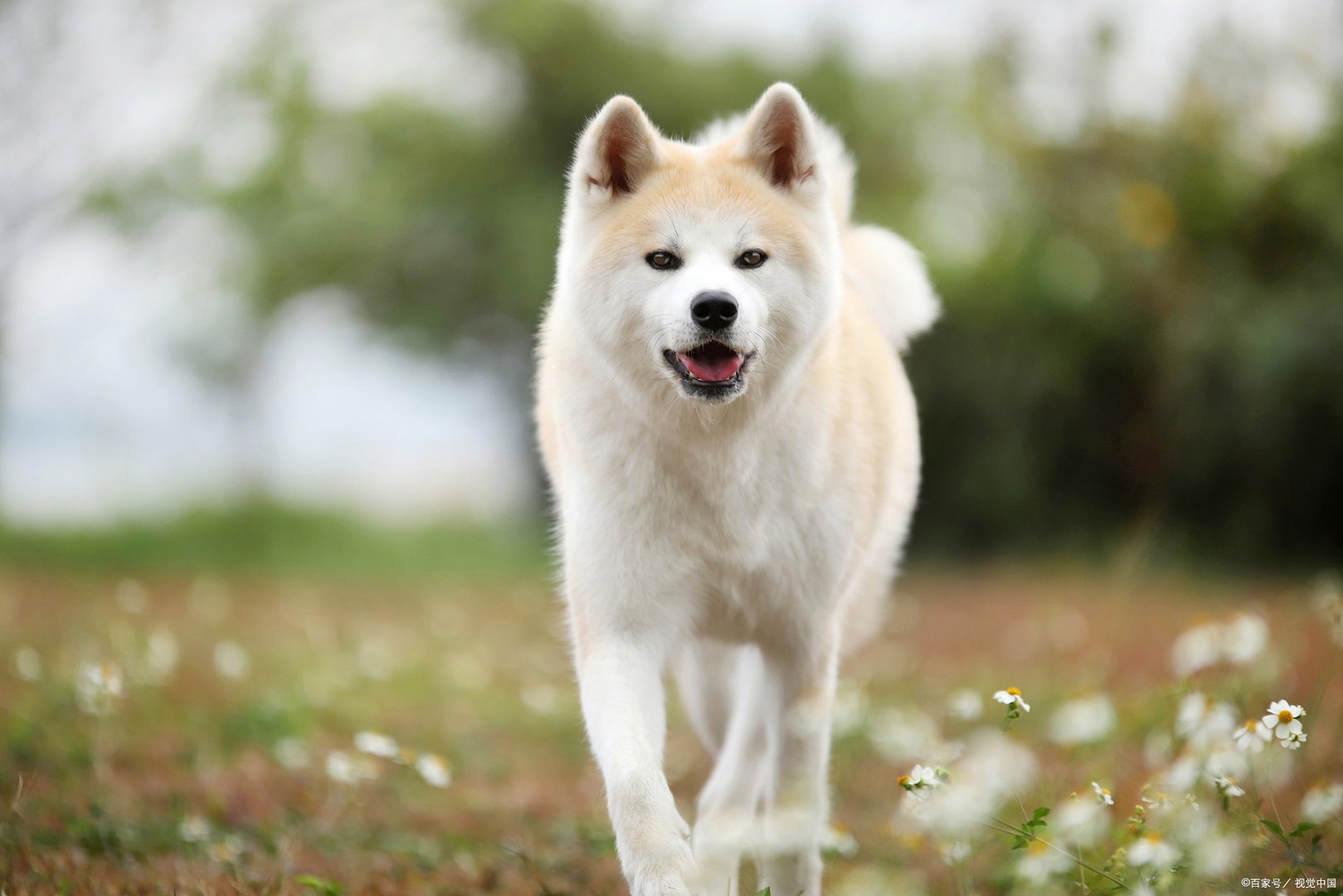 在外形上，卡南犬与中华田园犬相似，卡南犬值多少钱一只呢？