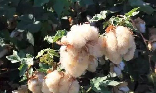 靠风传播种子的植物有哪些？