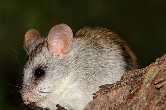 十二生肖排序年龄对照表