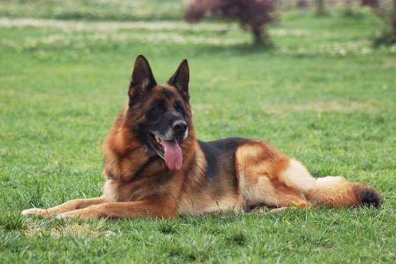 过关斩将比喻什么生肖