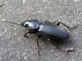 家里发现黑甲虫是怎么回事？