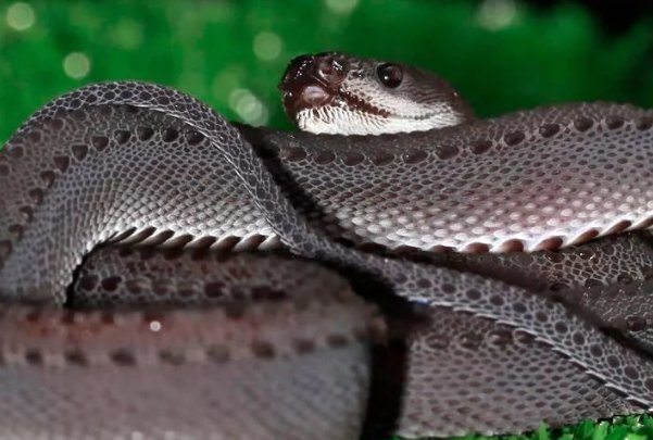 世界上最罕见的毒蛇