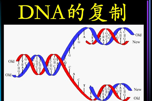 dna复制的特点