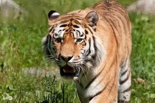 哗众取宠，口无遮拦，永远学不会闭嘴的生肖有哪些？