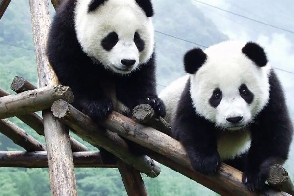 大熊猫是哺乳动物吗