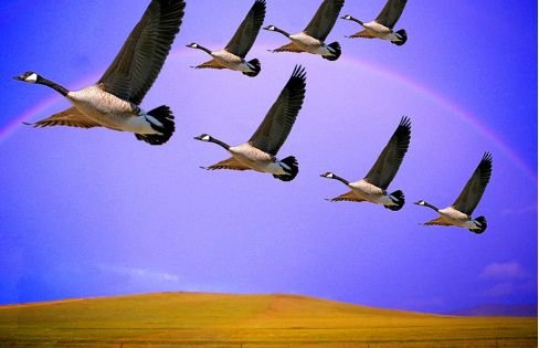 大雁南飞，北雁北归，为什么呢？
