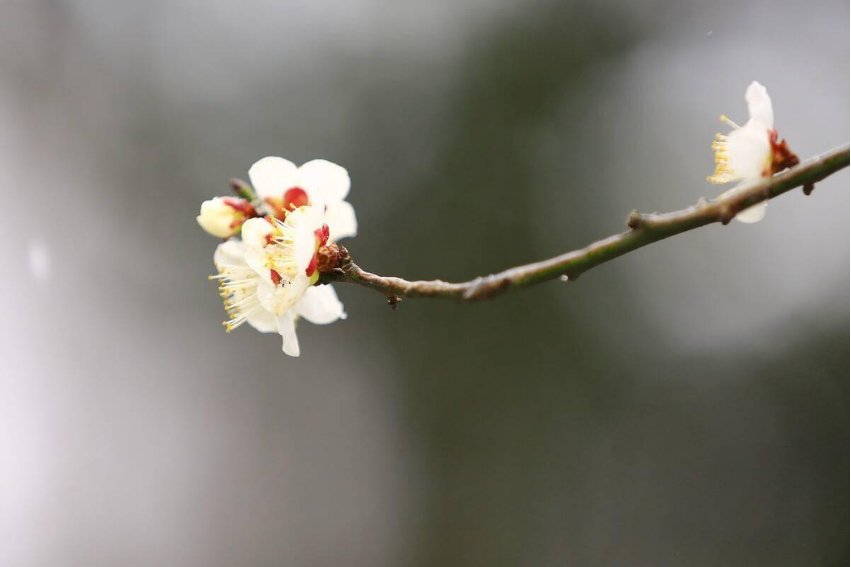 梅花开了像什么比喻句