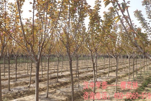 林亨泰的成就与荣誉