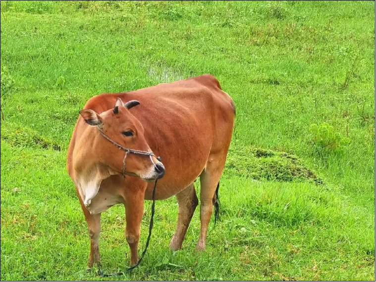 猜一猜,在牛的眼中能看到什么颜色