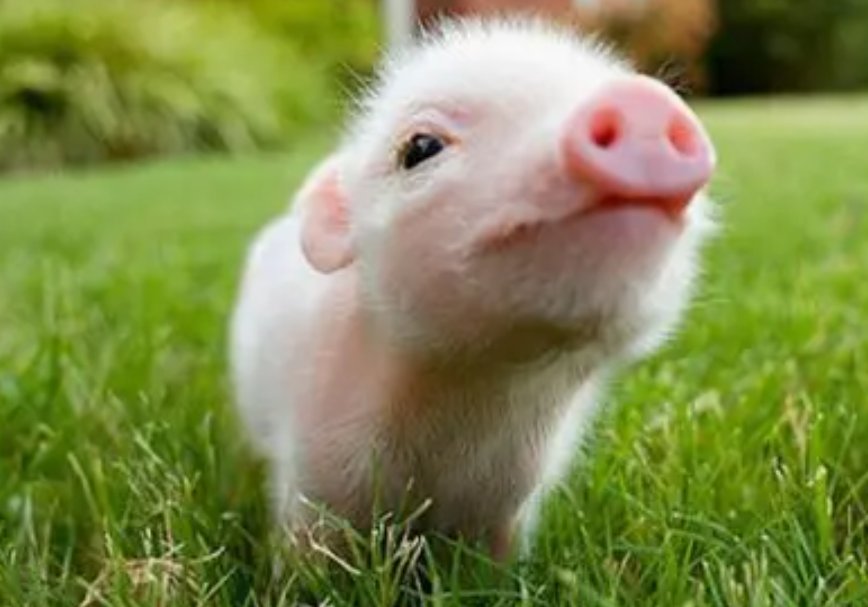 关于猪的昵称有哪些?