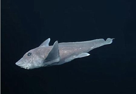 幽灵鱼图片和资料