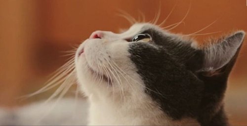 喵星人抢不到的介绍