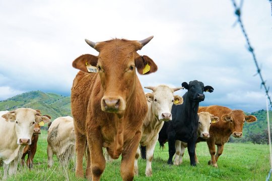 十二生肖排序年龄对照表