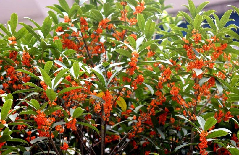 “春晖遍四方”,“丹桂飘香”这两个词语分别是什么意思?