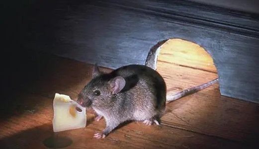 三更半夜指什么生肖