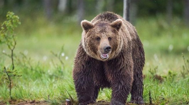 在野外遇到熊，装死到底管不管用？究竟该如何逃生？