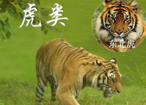 万兽之王是谁？