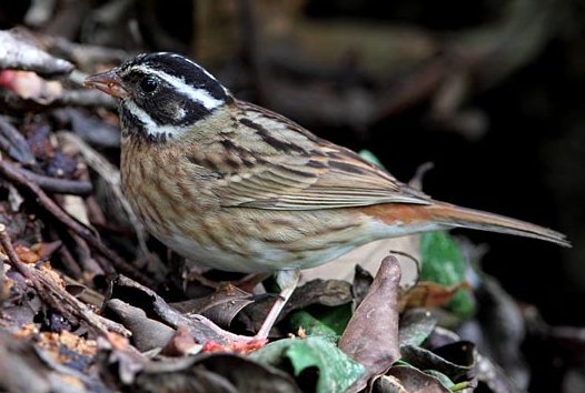 请问这是什么小鸟