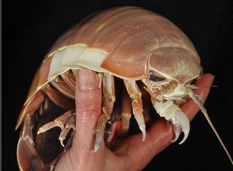 真有尸蹩这个东西吗？