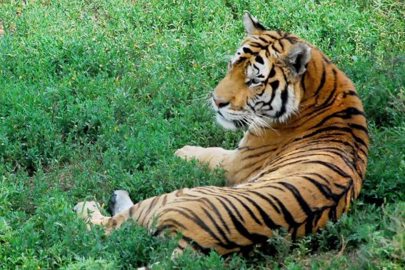 芬芳人间是什么生肖的动物