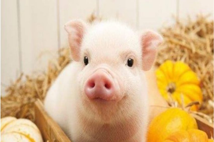 去买牙刷是什么生肖