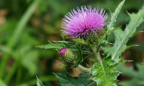 靠风传播种子的植物有哪些？