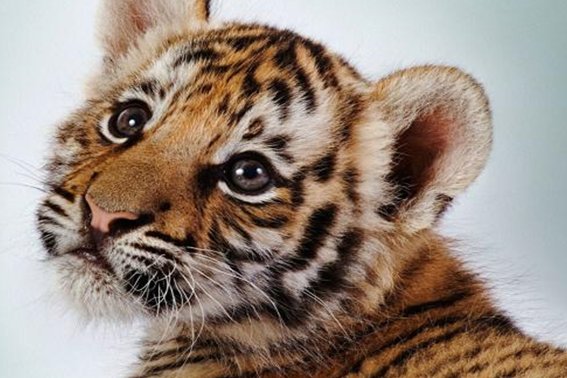 虎头虎脑打一个动物