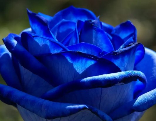 蓝色妖姬是怎么形成的