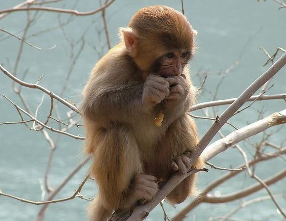 眉开眼笑代表什么生肖