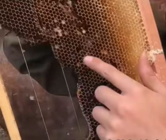 中蜂爱咬巢皮说明什么问题?