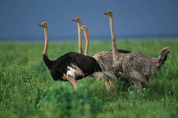 鸵鸟的眼睛到底有多重要？为何比它的大脑还大？