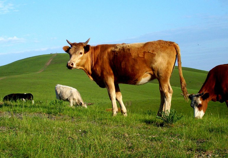 春种秋收是什么生肖动物