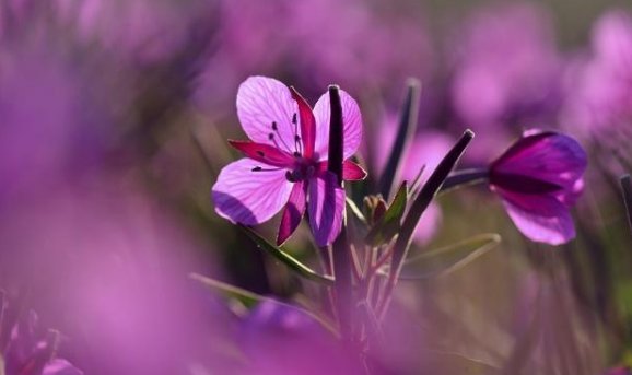 花孩子们在天上的家是怎样的，请通过想象描述一下。